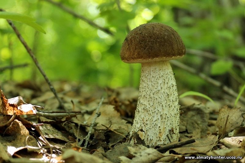 Симбиоз березы и гриба. Подберёзовик обыкновенный. Leccinum scabrum подберезовик обыкновенный. Подберезовик фото. Подберёзовик фото человеком.