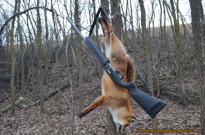 Охота на лис текст. Грин апельсин охота на лисицу. Лиса на охоте. Охота в лесу.